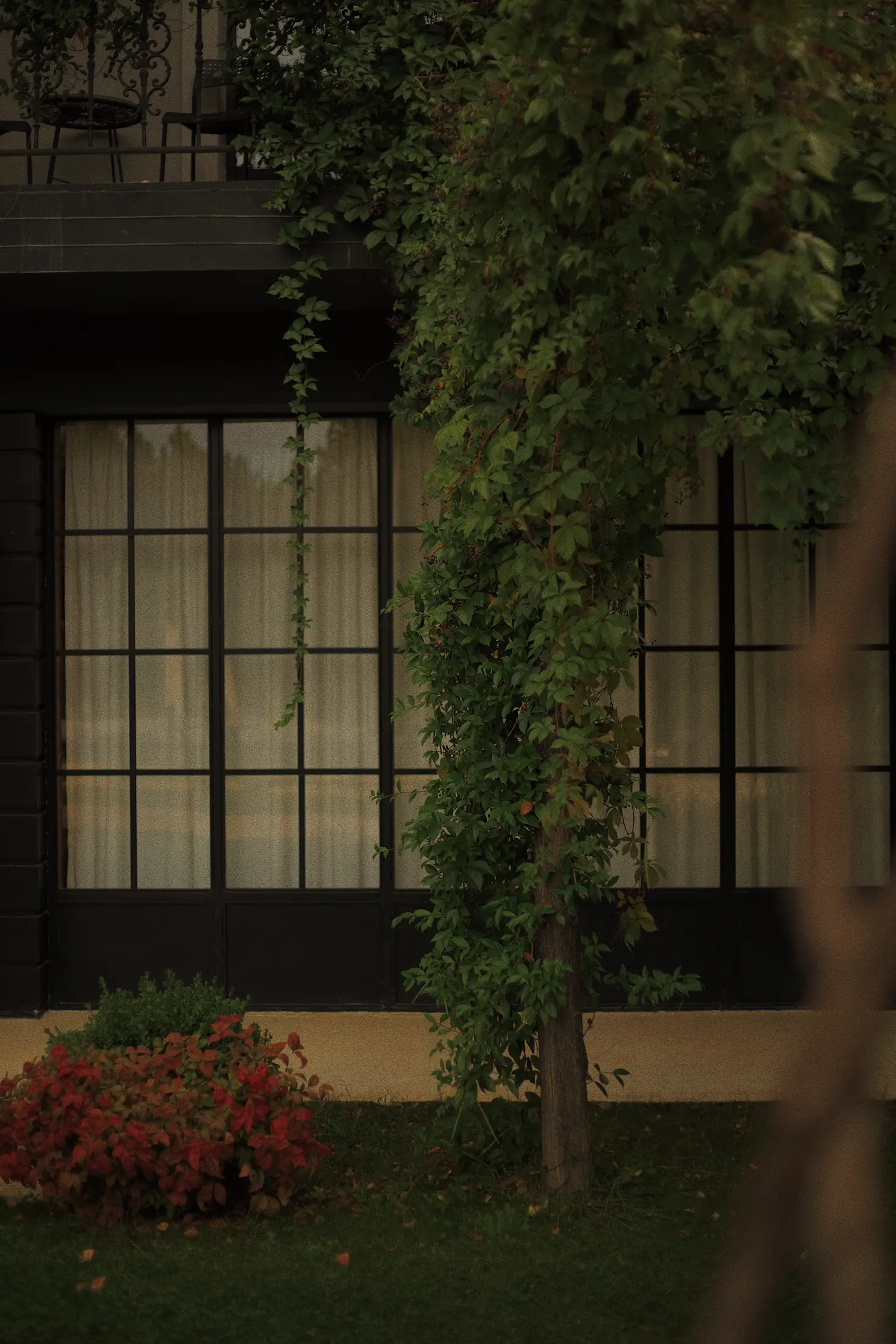 Ivy-framed restaurant window